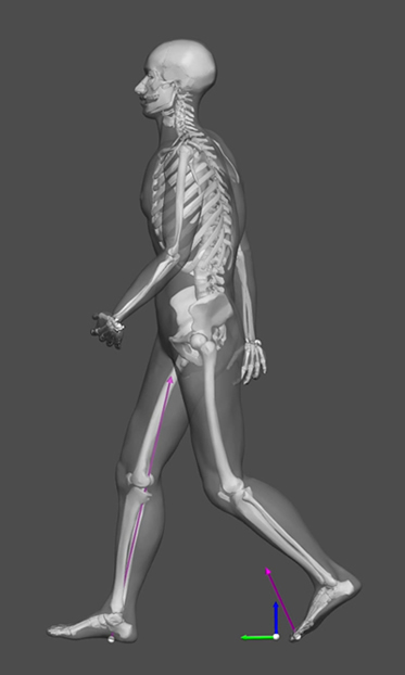 Fig.2:Understanding human motion generation/control mechanisms using a digital human model